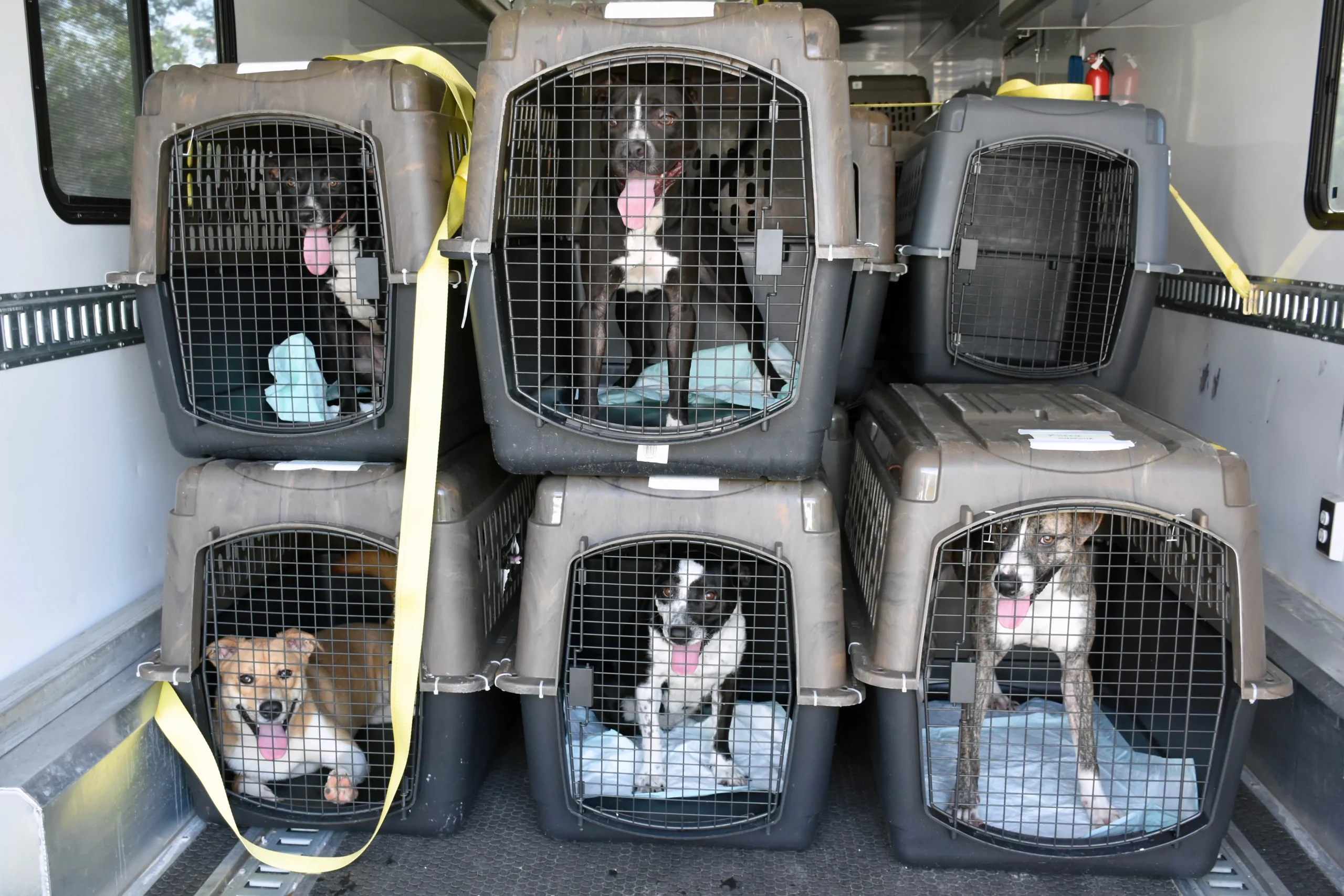 50 Dogs and Cats Rescued in Ruidoso Operation