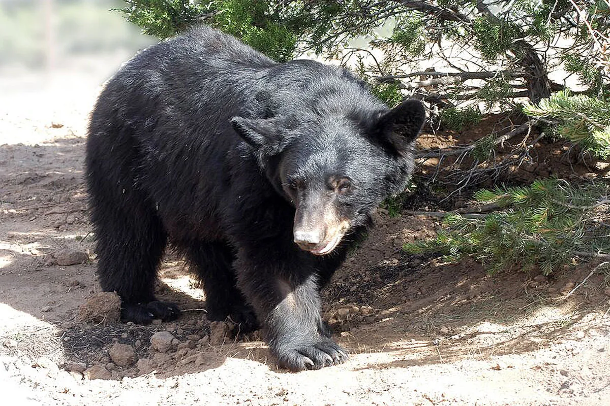 Albuquerque Celebrates New Mexico's Black Bears