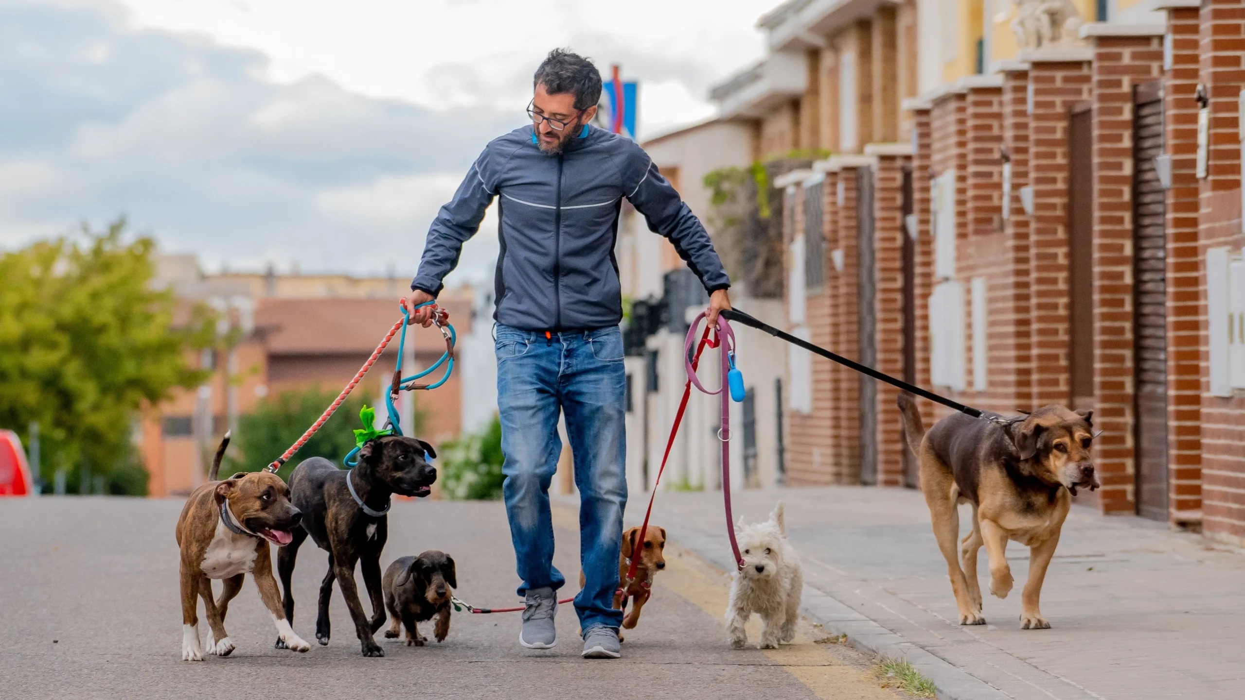 Albuquerque Reminds Pet Owners: Keep Your Dogs Leashed for Safety