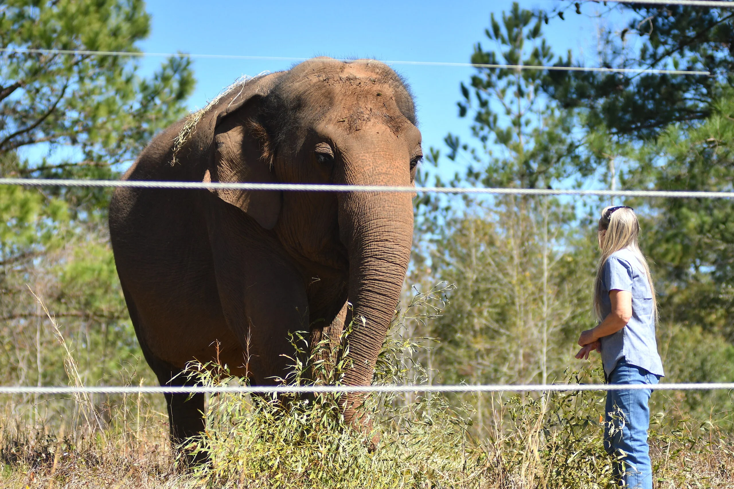 Alice the Asian Elephant Celebrates 50th Birthday at ABQ BioPark