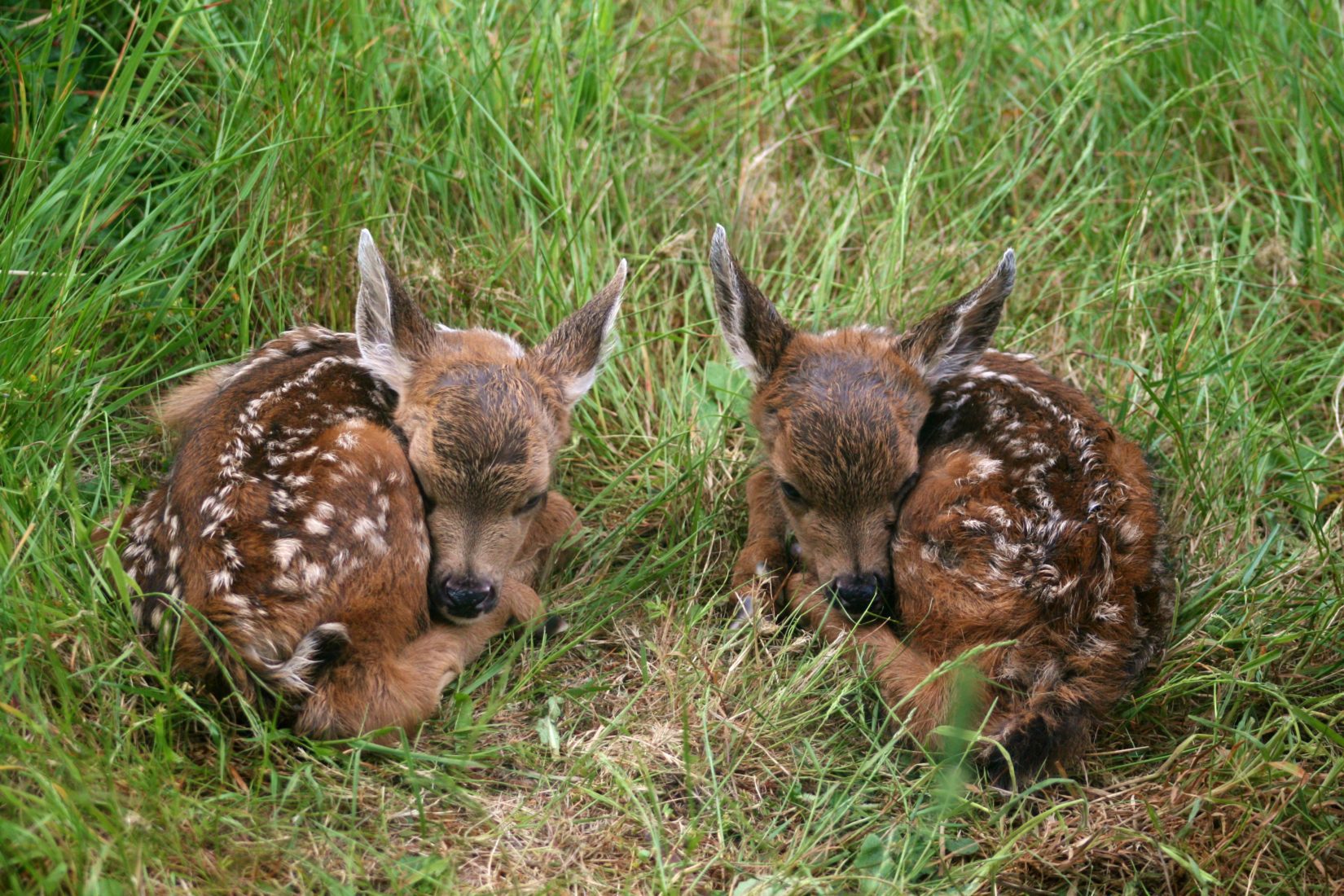 Authorities Warn Against Fawn-Napping as Fawn Season Begins