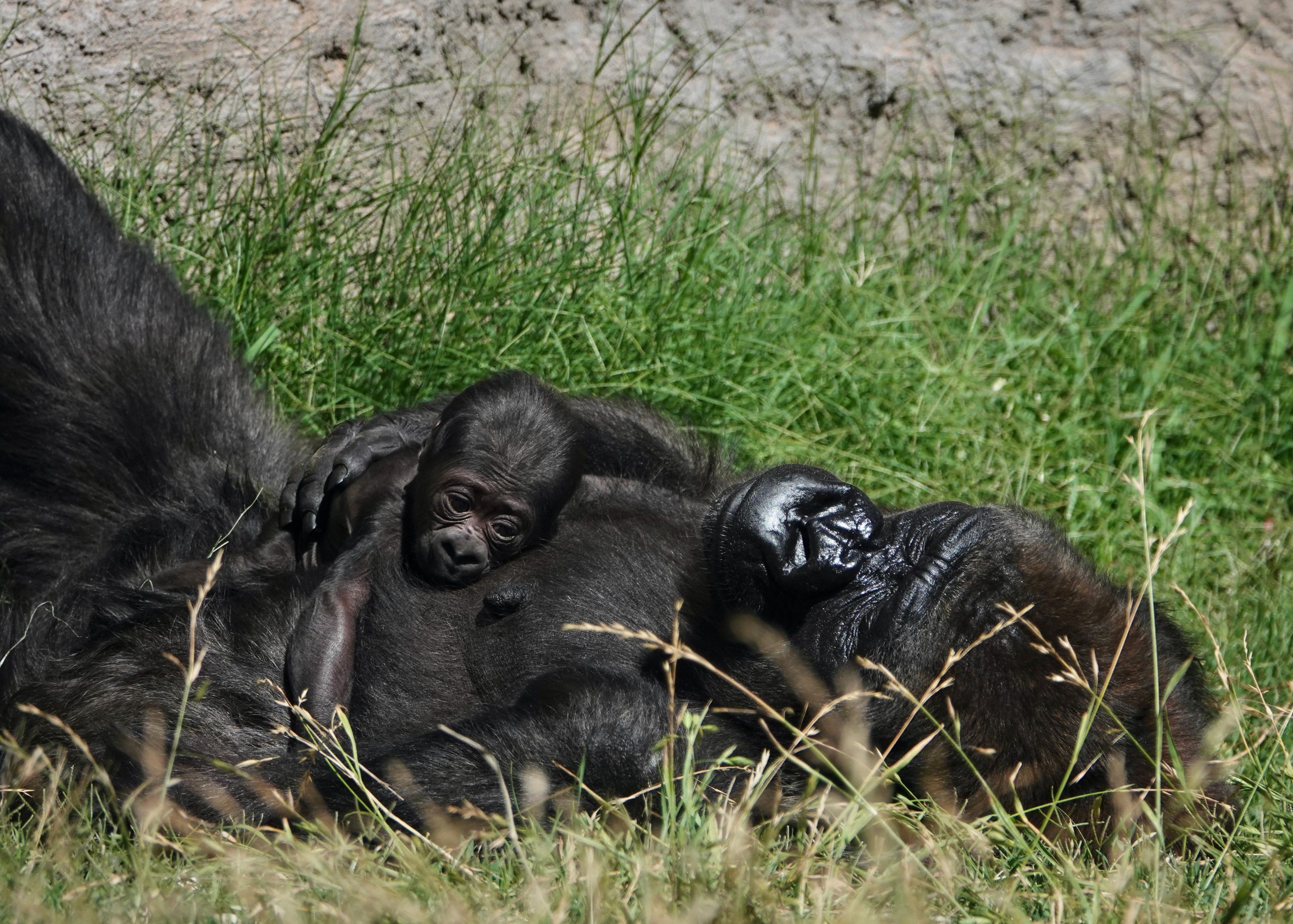 Baby Gorilla Born at ABQ BioPark Zoo, Boosting Endangered Species Conservation