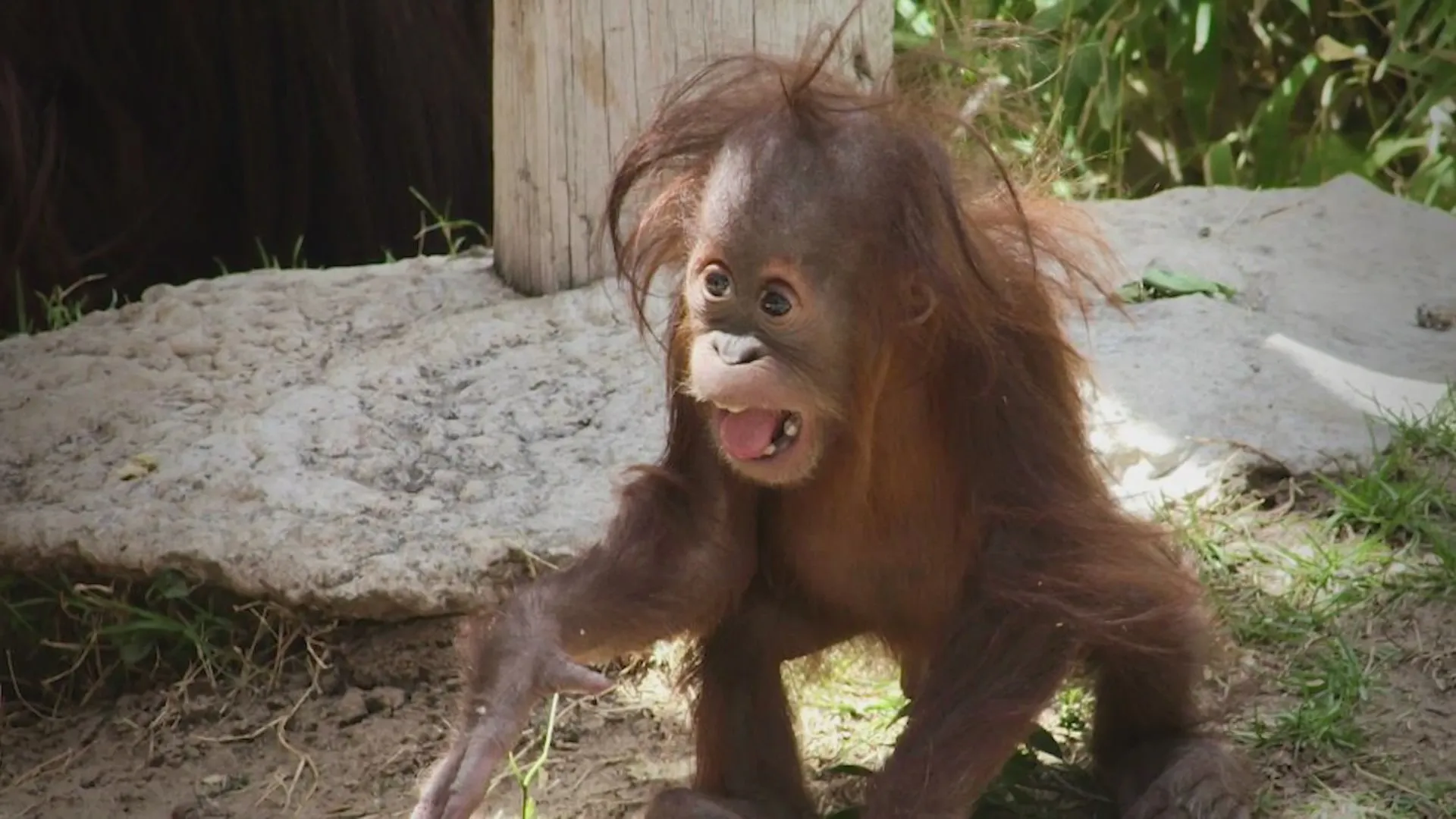 Celebrating Birthdays at ABQ BioPark: Two Beloved Animals Turn a Year Older