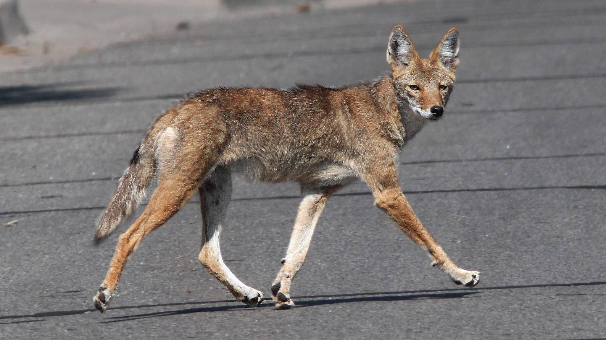 Coyote Sightings Rise in the Bronx: Experts Urge Caution and Appreciation