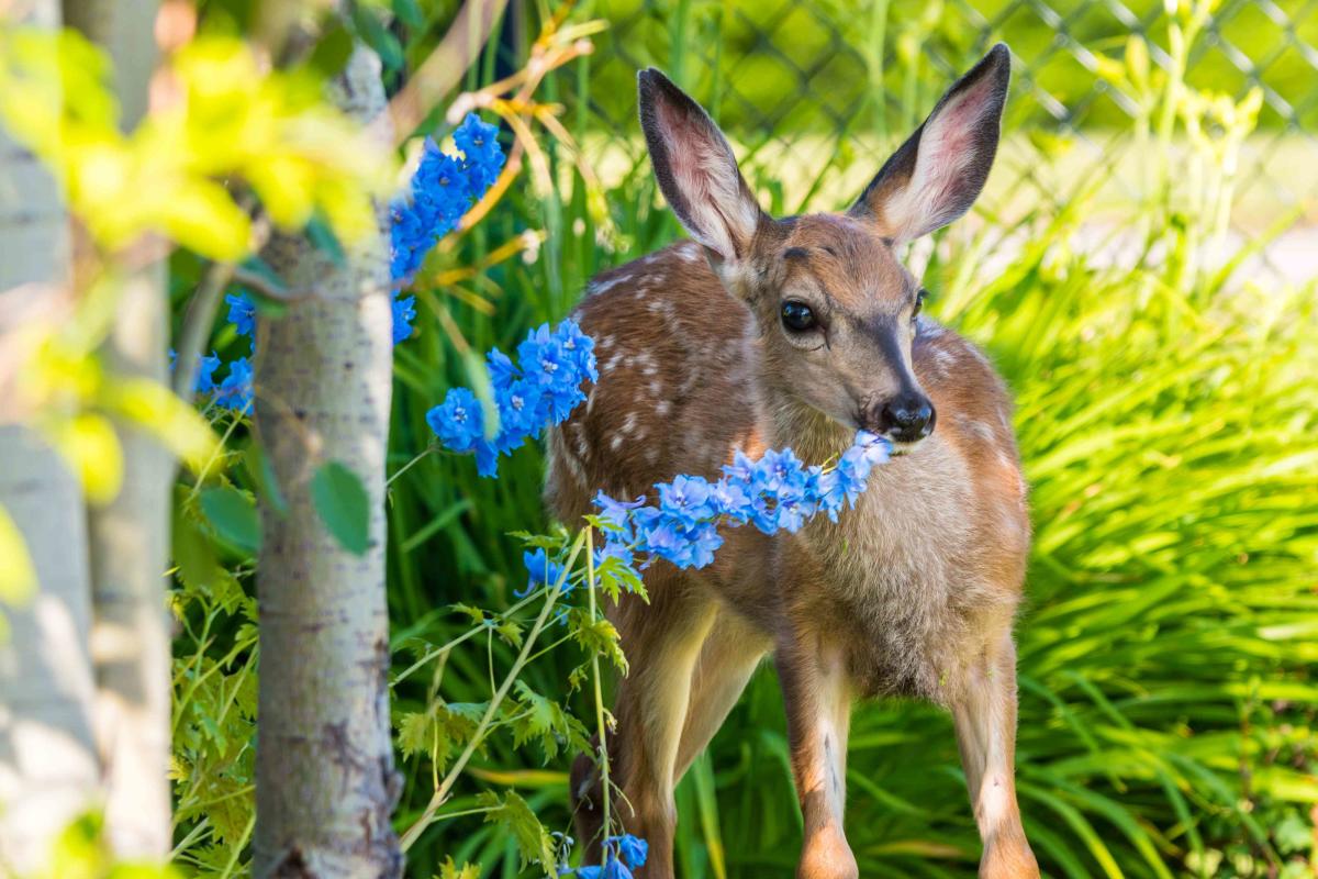 Deer Spotted in Historic NYC Cemetery: Watch Their Startled Reaction