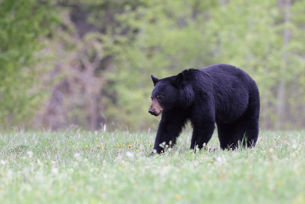 Environmental Groups Urge DeSantis to Veto Florida Bill Allowing Killing of Bears in Self-Defense