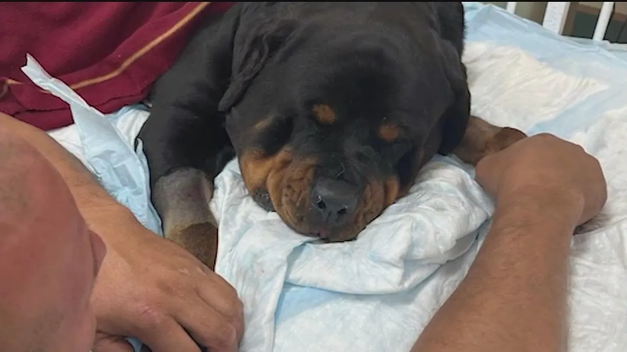 Florida Family's Heroic Journey Saves Dog Bitten by Rattlesnake