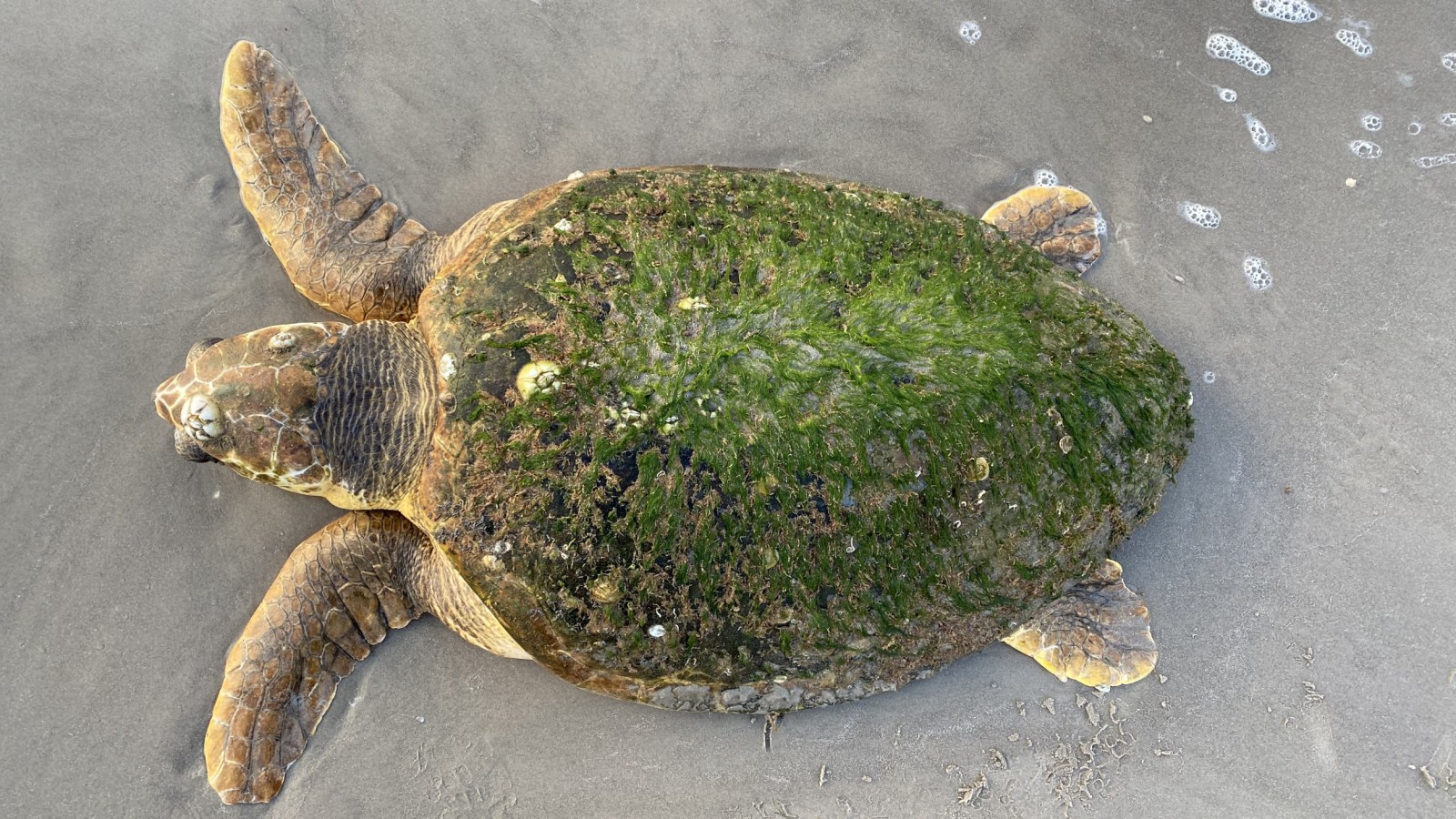 Green Sea Turtles Trapped in Jetty Rocks as Storm Hits Texas Coast