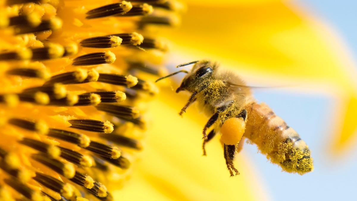 Honeybees Detect Lung Cancer Chemicals with High Accuracy, Study Finds