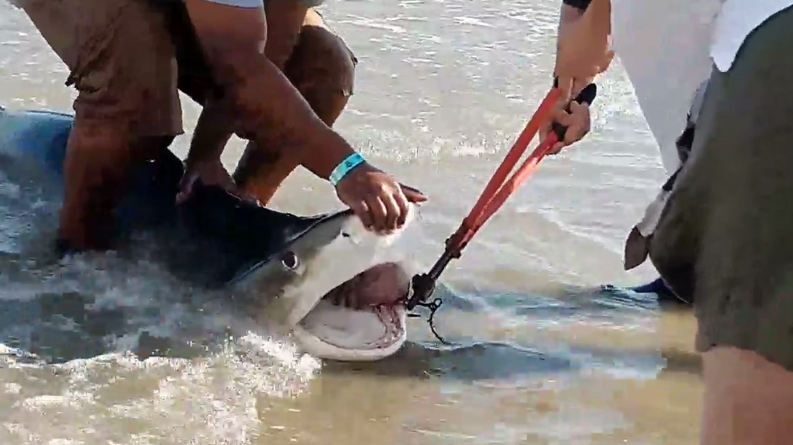 Shark Drama Unfolds on Galveston Beach as Fisherman Drags Predator Back to Sea