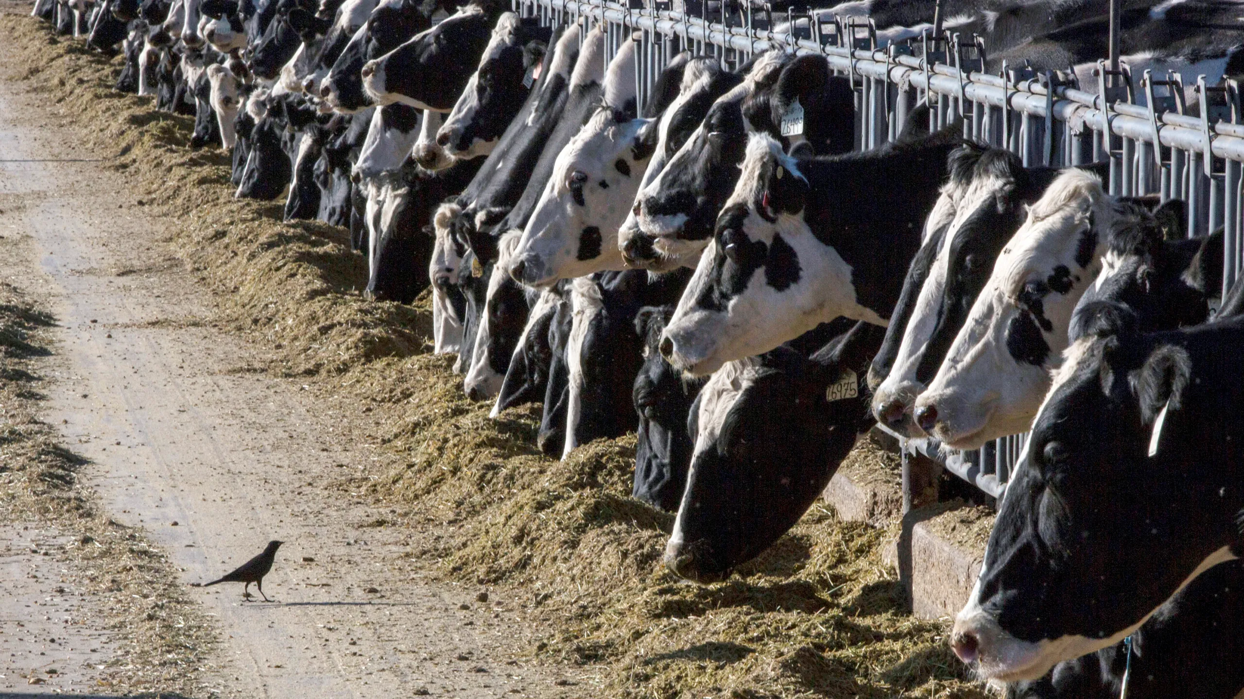 States Ease Raw Milk Laws Amid Bird Flu Worries; H5N1 Found in Austin Wastewater