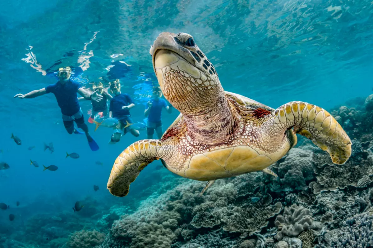 Storm Traps Green Sea Turtles in Texas Jetty Rocks