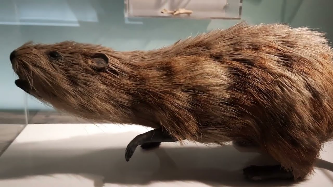 Viral 'Giant Rat' Video Misidentified: It's Actually a Muskrat or Nutria, Experts Say