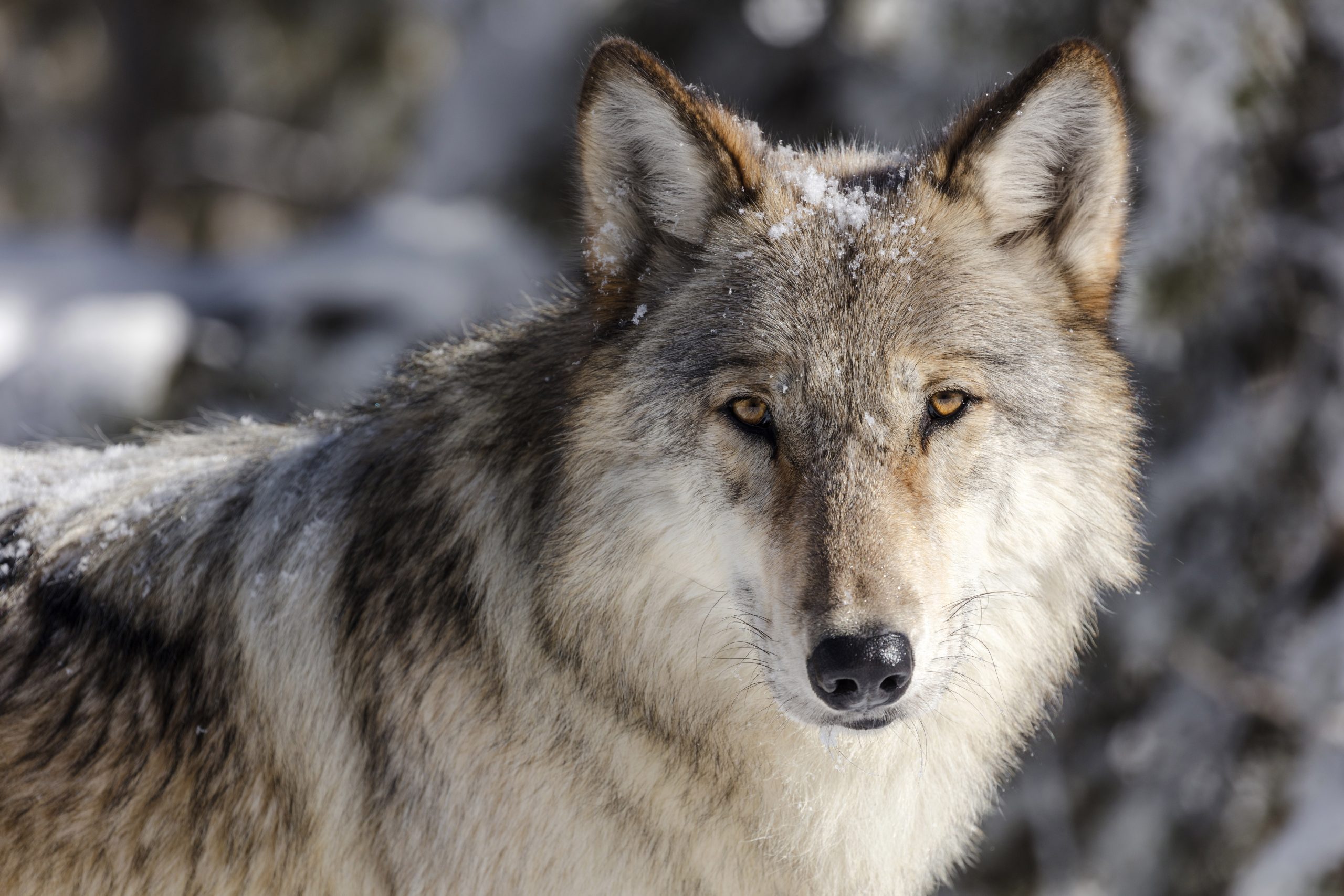 Asha the Wandering Wolf: Held Captive for a Hopeful Future