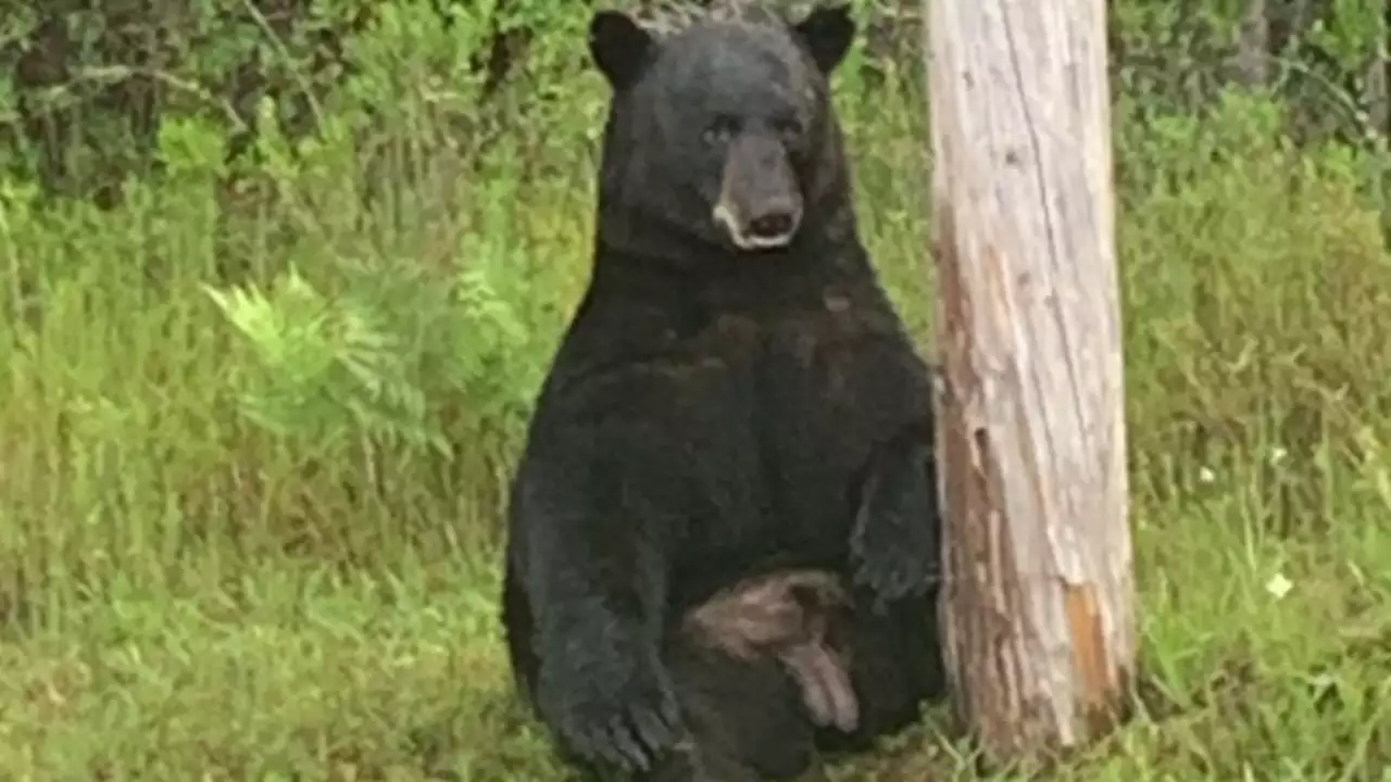 Depressed Bear in Florida: Why You Shouldn't Take Selfies