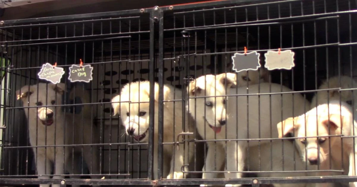 Animal Shelter Angel: New Mexico Woman Fosters 48 Dogs in 9 Months