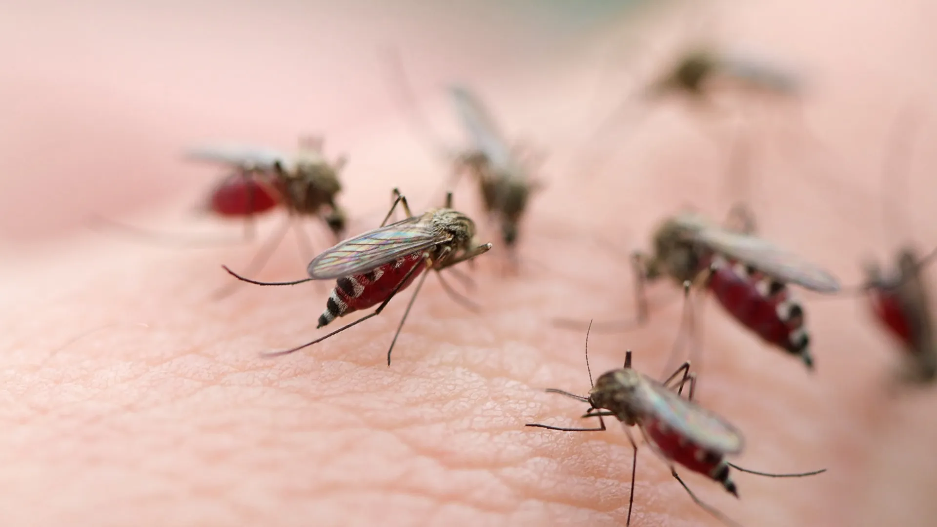 Albuquerque's Mosquito Surge: What You Need to Know This Summer