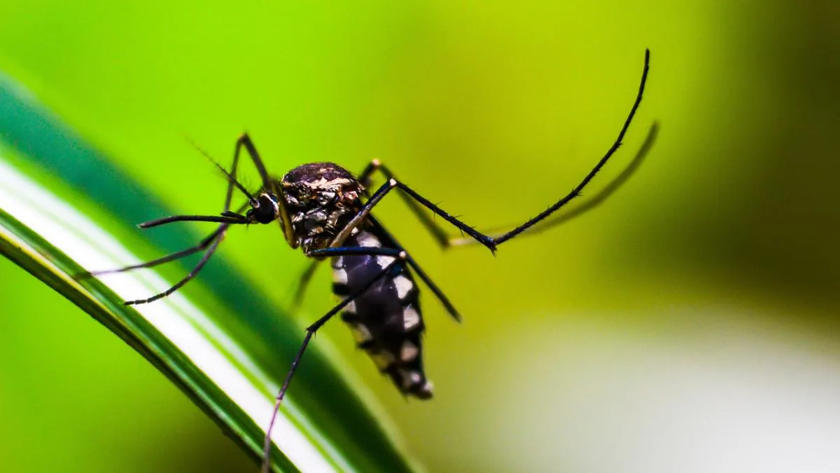 Rain Brings Relief, But Also Mosquitoes: How to Fight Back