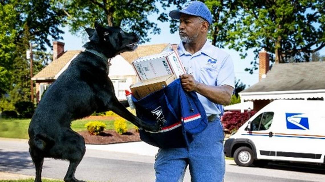 Texas Mail Carriers Face Second-Highest Rate of Dog Attacks Nationwide