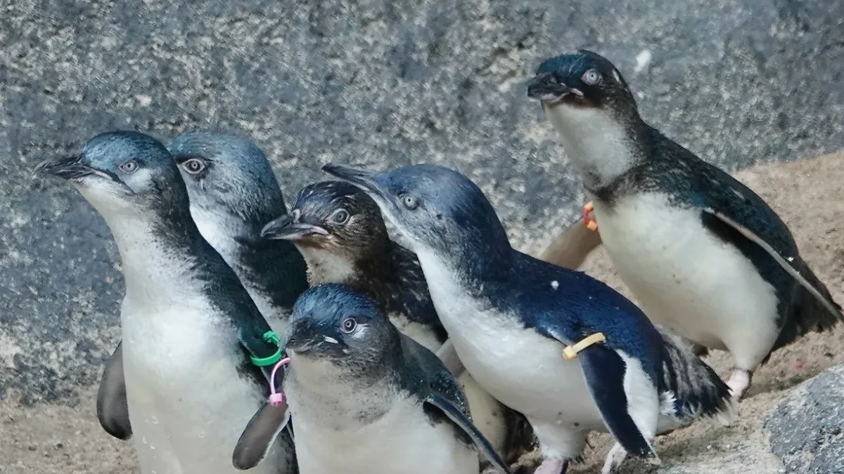 Discover the ABQ BioPark's New Australia Exhibit Featuring Little Penguins!