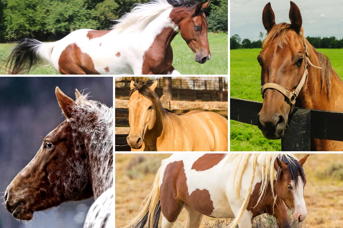 Discover Texas’ Top 5 Horse Breeds: Which One Reigns Supreme?