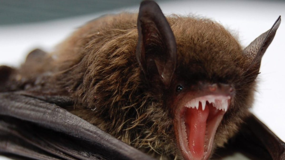 Discover the Bats of New York at Bear Mountain Zoo on August 16th!