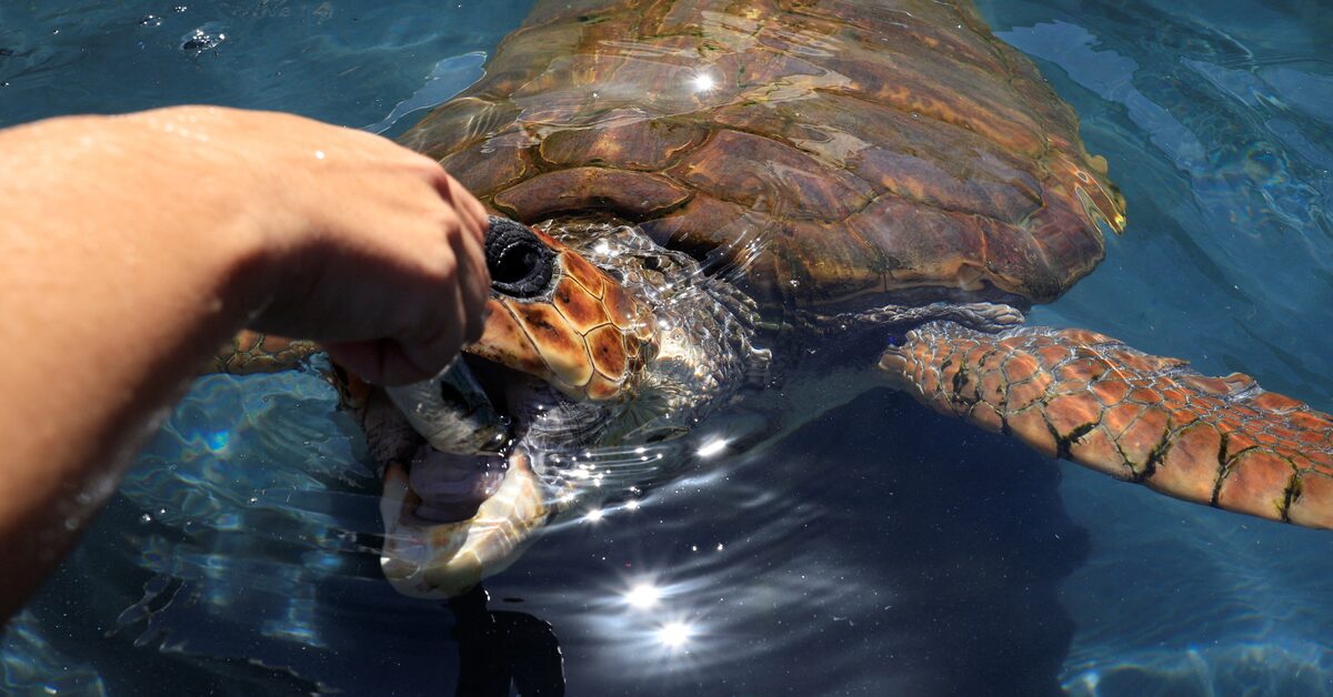 Hurricane Debby: Testing Beach Protection and Saving Sea Turtle Hatchlings