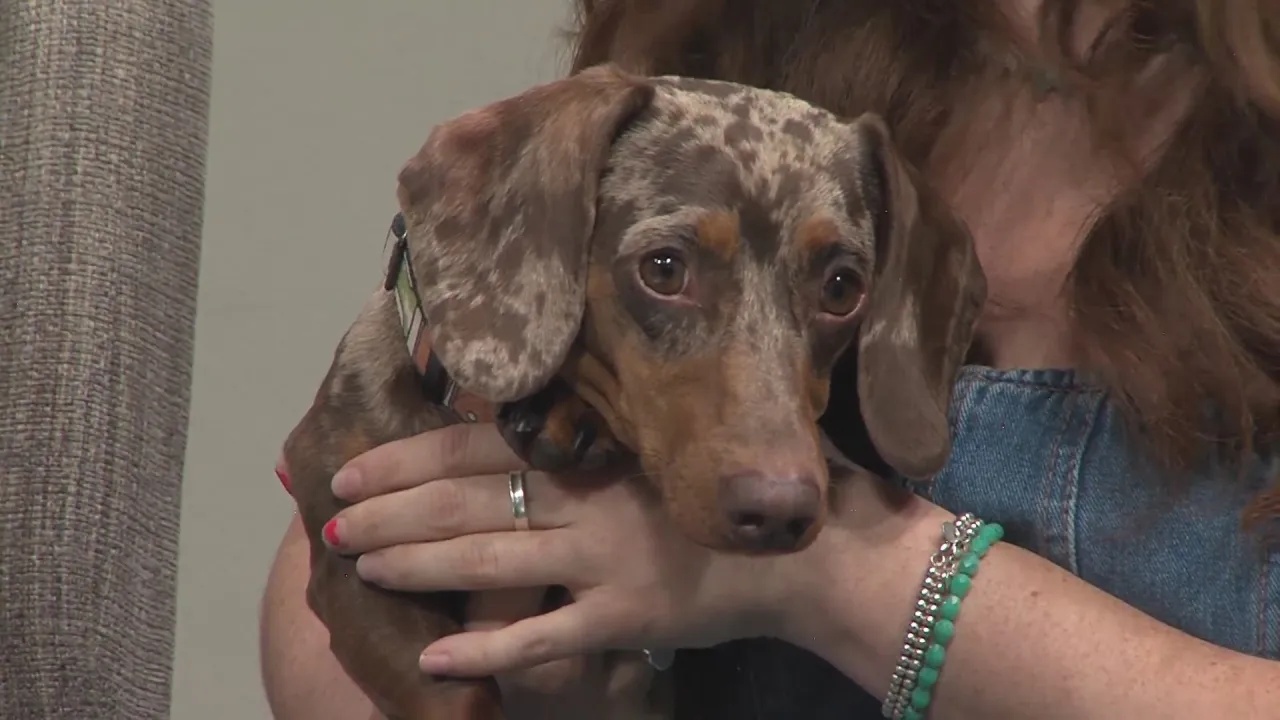 Join the Fun: Weenie Dog Races at Bernalillo Feed and Chevron to Support Animal Shelter!