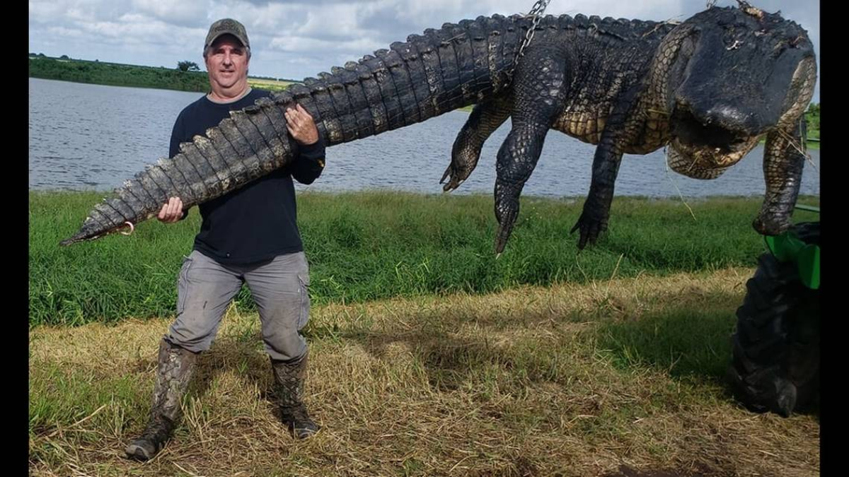 Monster Gators: The 5 Largest Alligators Found in Florida Waters