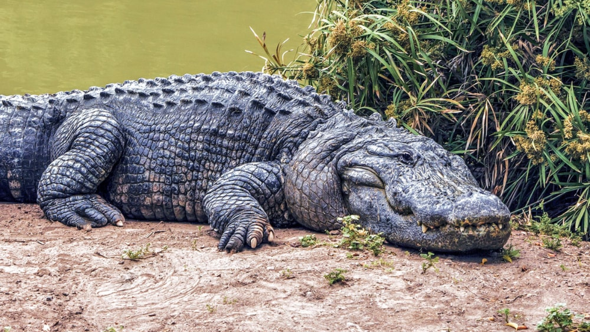 Monster Gators: The 5 Largest Alligators Found in Ohio Waters