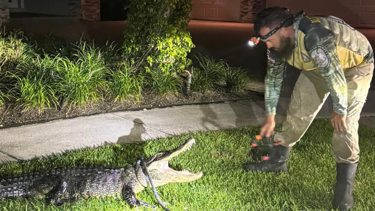 "Surprise Visitor: Florida Officer Delivers Pizza as Large Alligator Blocks Home"