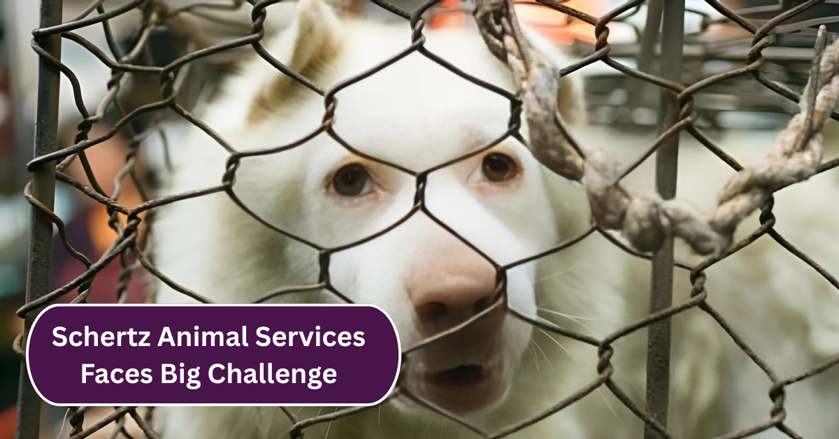 Schertz Animal Services Faces Big Challenge After Rescuing 64 Abandoned Pets – Here’s How You Can Help