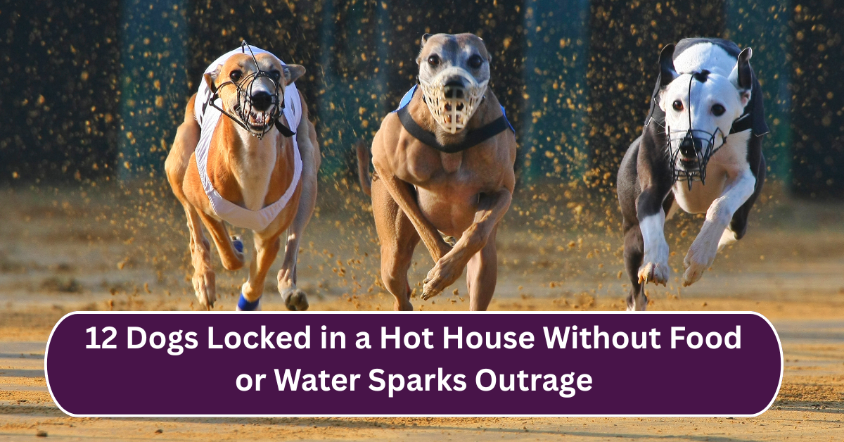 Shocking Discovery: 12 Dogs Locked in a Hot House Without Food or Water Sparks Outrage