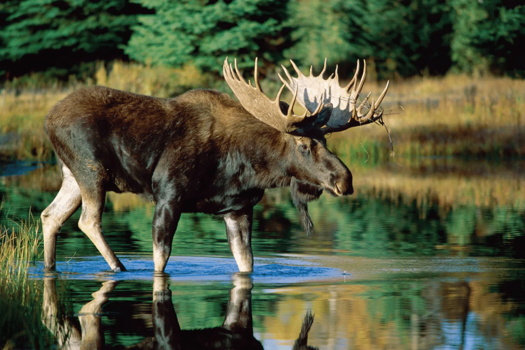 Discover the Top 10 Amazing Animals and Wildlife You Can Find in New Hampshire
